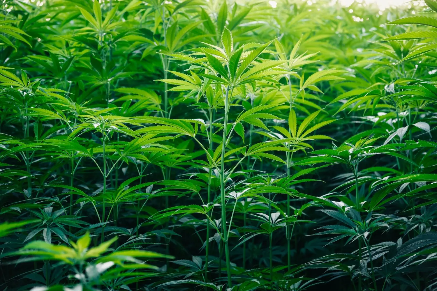Dichtes Industriehanffeld im Gegenlicht